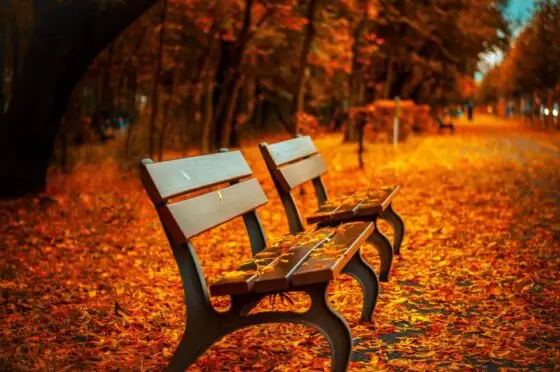 Counselling services in Calgary for individuals and couples – Golden Leaf Therapy